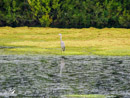 Grey Heron - Czapla Siwa